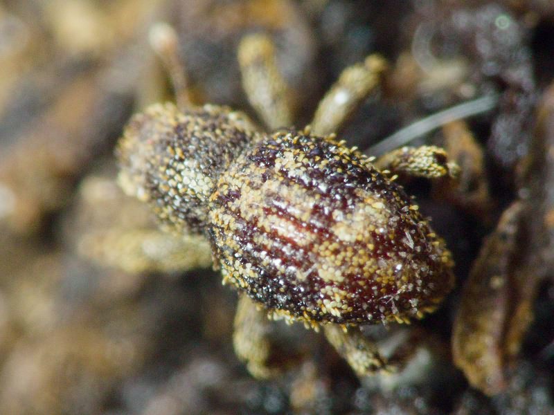 Acalles (Acalles) echinatus (Germar, 1824)